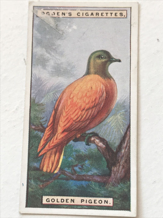 GOLDEN PIGEON Ogden’s Cigarette Card, FOREIGN BIRDS #34 Fiji Islands. Male Bird