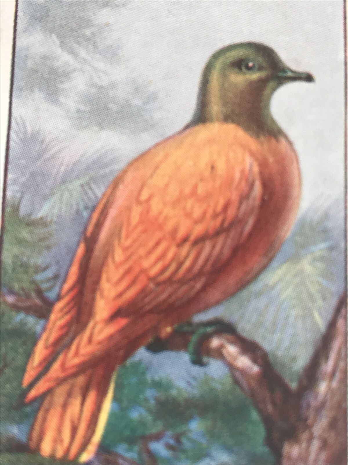 GOLDEN PIGEON Ogden’s Cigarette Card, FOREIGN BIRDS #34 Fiji Islands. Male Bird