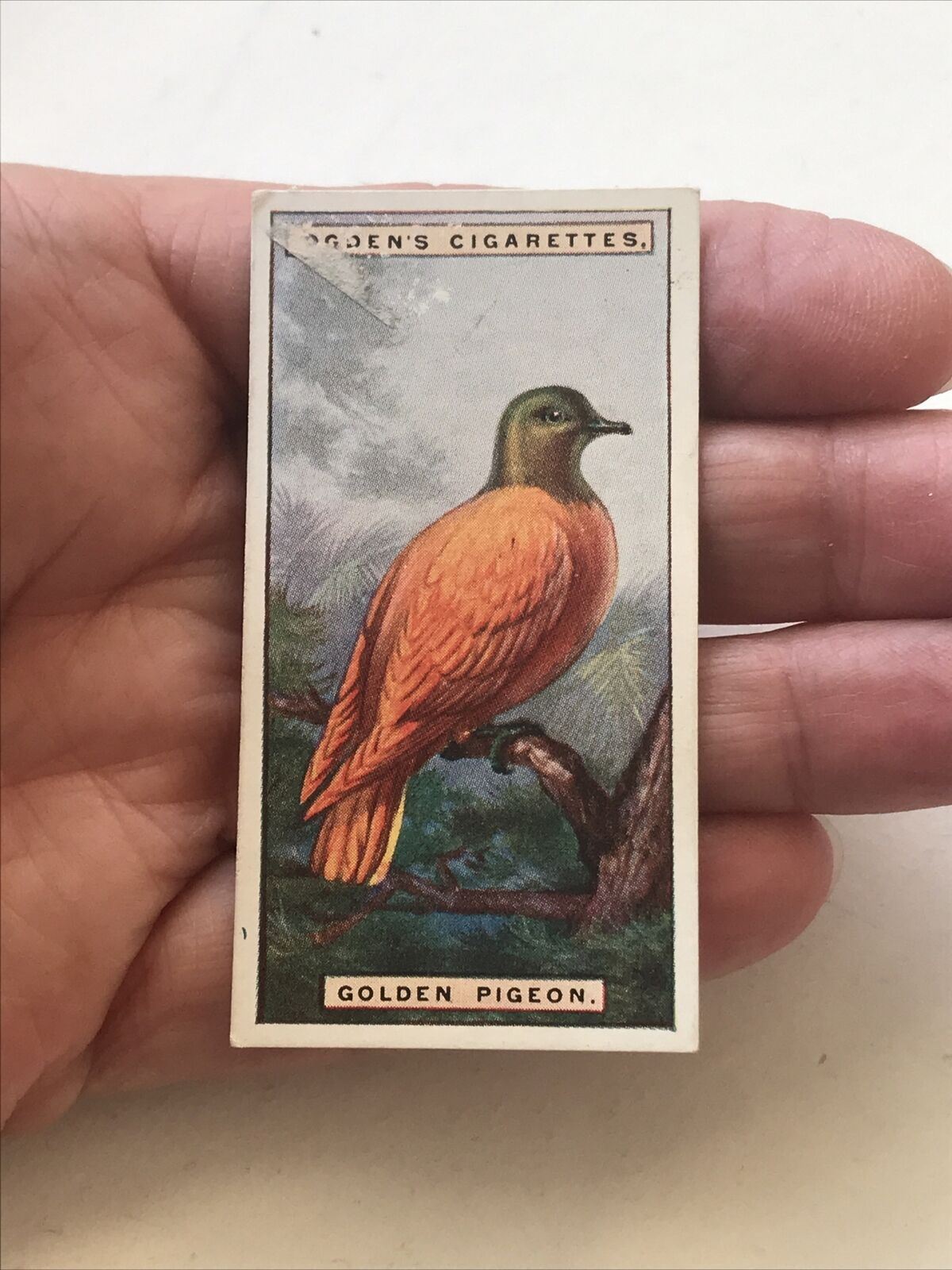 GOLDEN PIGEON Ogden’s Cigarette Card, FOREIGN BIRDS #34 Fiji Islands. Male Bird