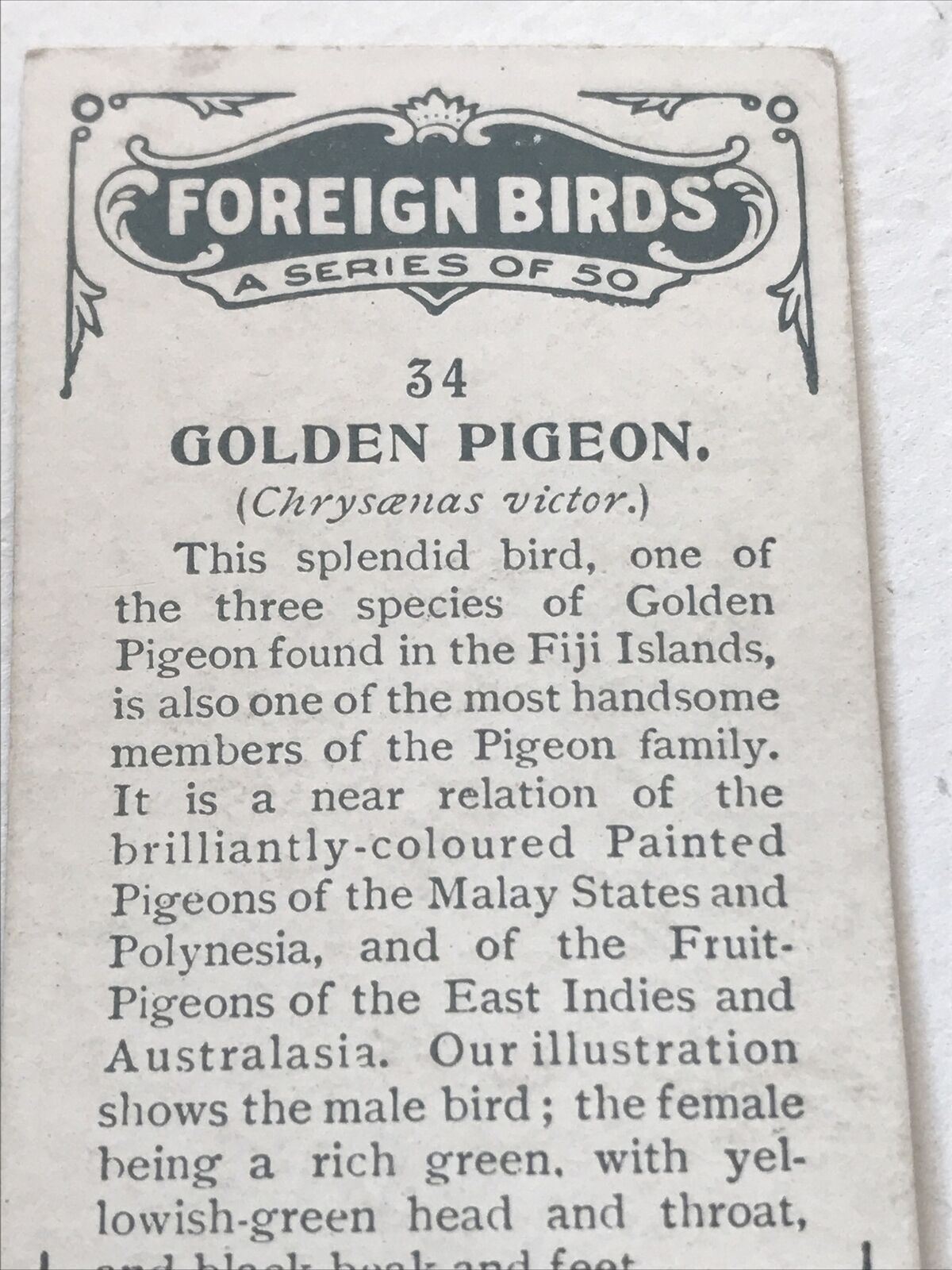 GOLDEN PIGEON Ogden’s Cigarette Card, FOREIGN BIRDS #34 Fiji Islands. Male Bird