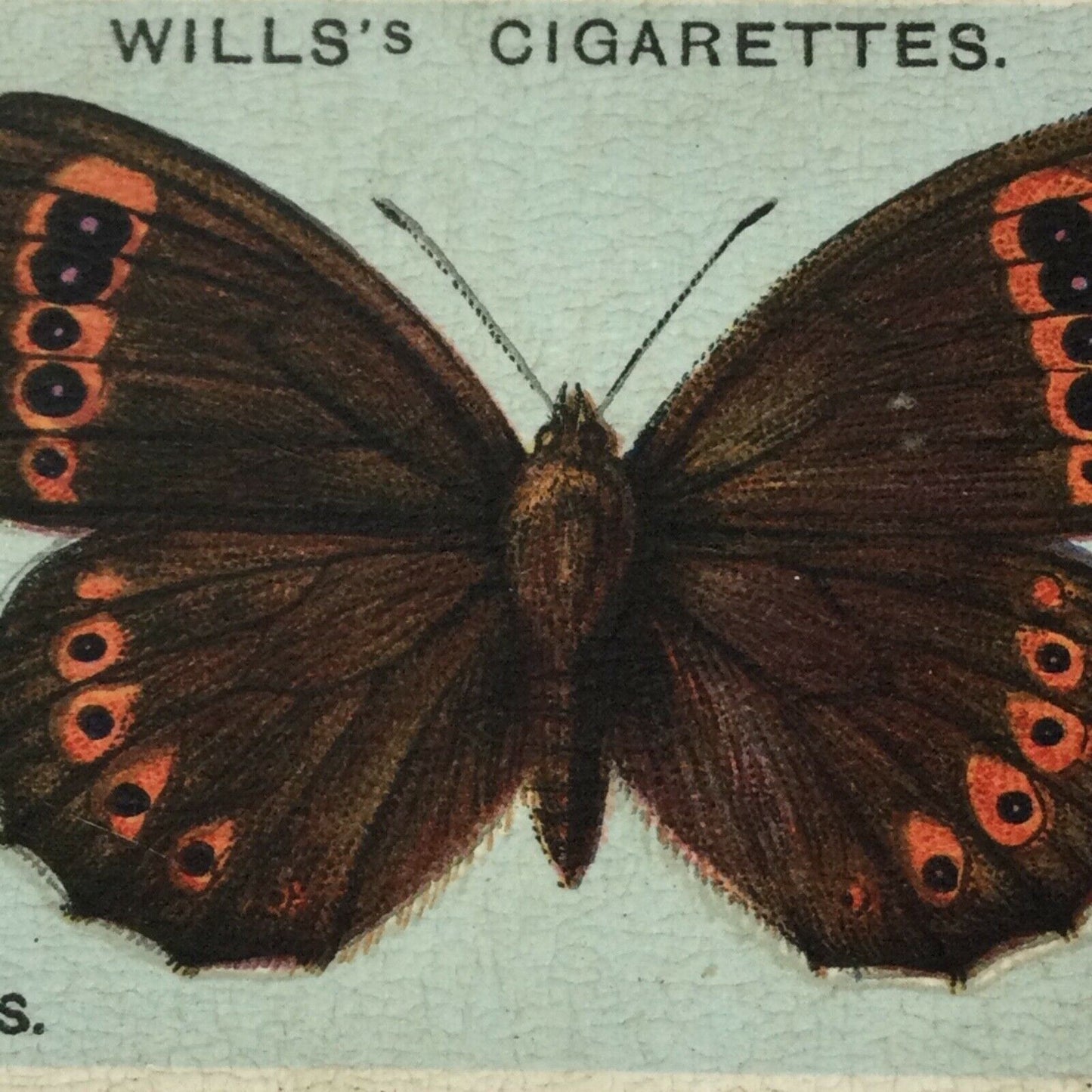 Wills Cigarette Cards BRITISH BUTTERFLIES 1927 sold individually TAKE YOUR PICK