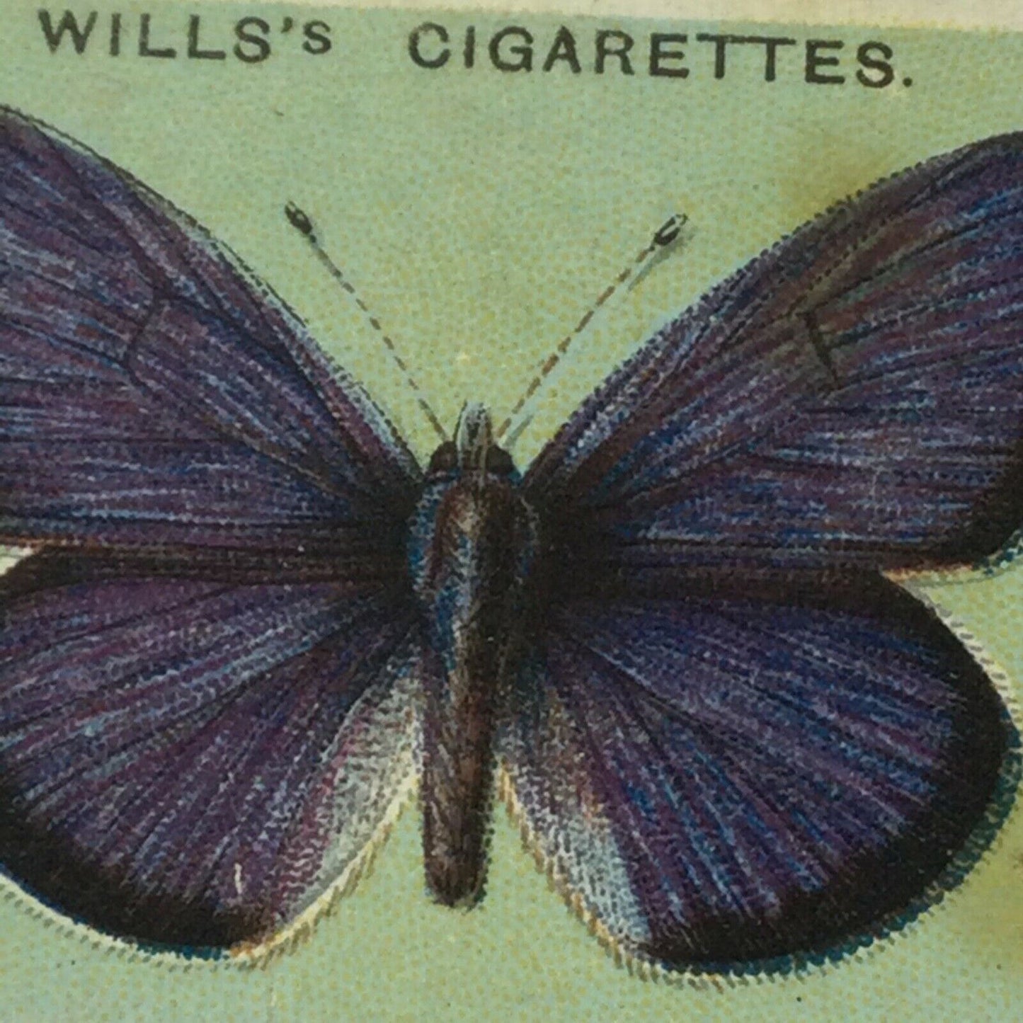 Wills Cigarette Cards BRITISH BUTTERFLIES 1927 sold individually TAKE YOUR PICK