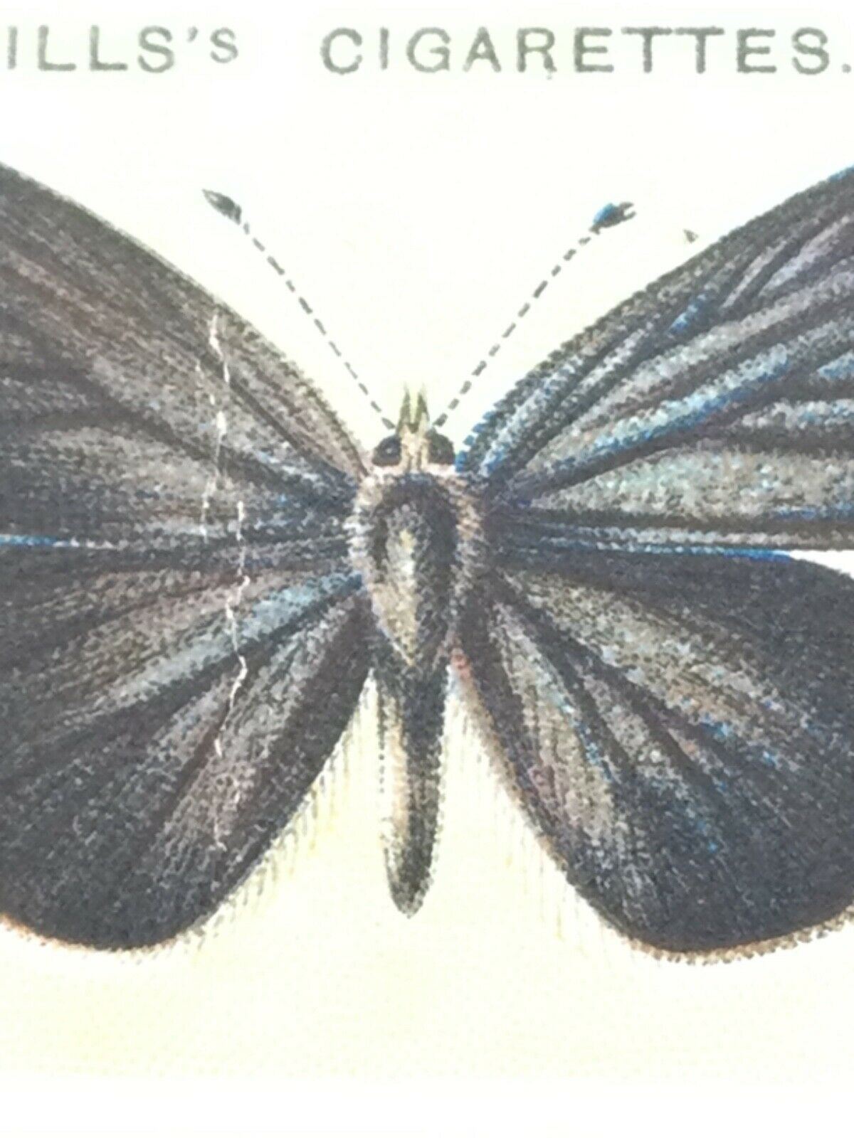 Wills Cigarette Cards BRITISH BUTTERFLIES 1927 sold individually TAKE YOUR PICK