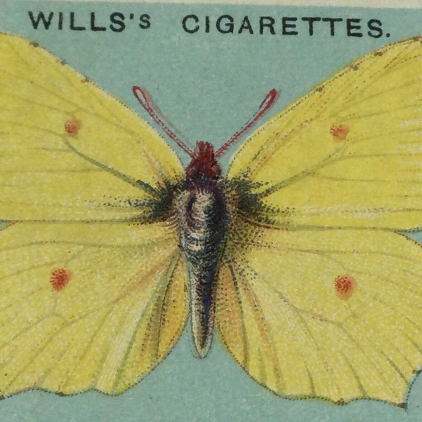 Wills Cigarette Cards BRITISH BUTTERFLIES 1927 sold individually TAKE YOUR PICK