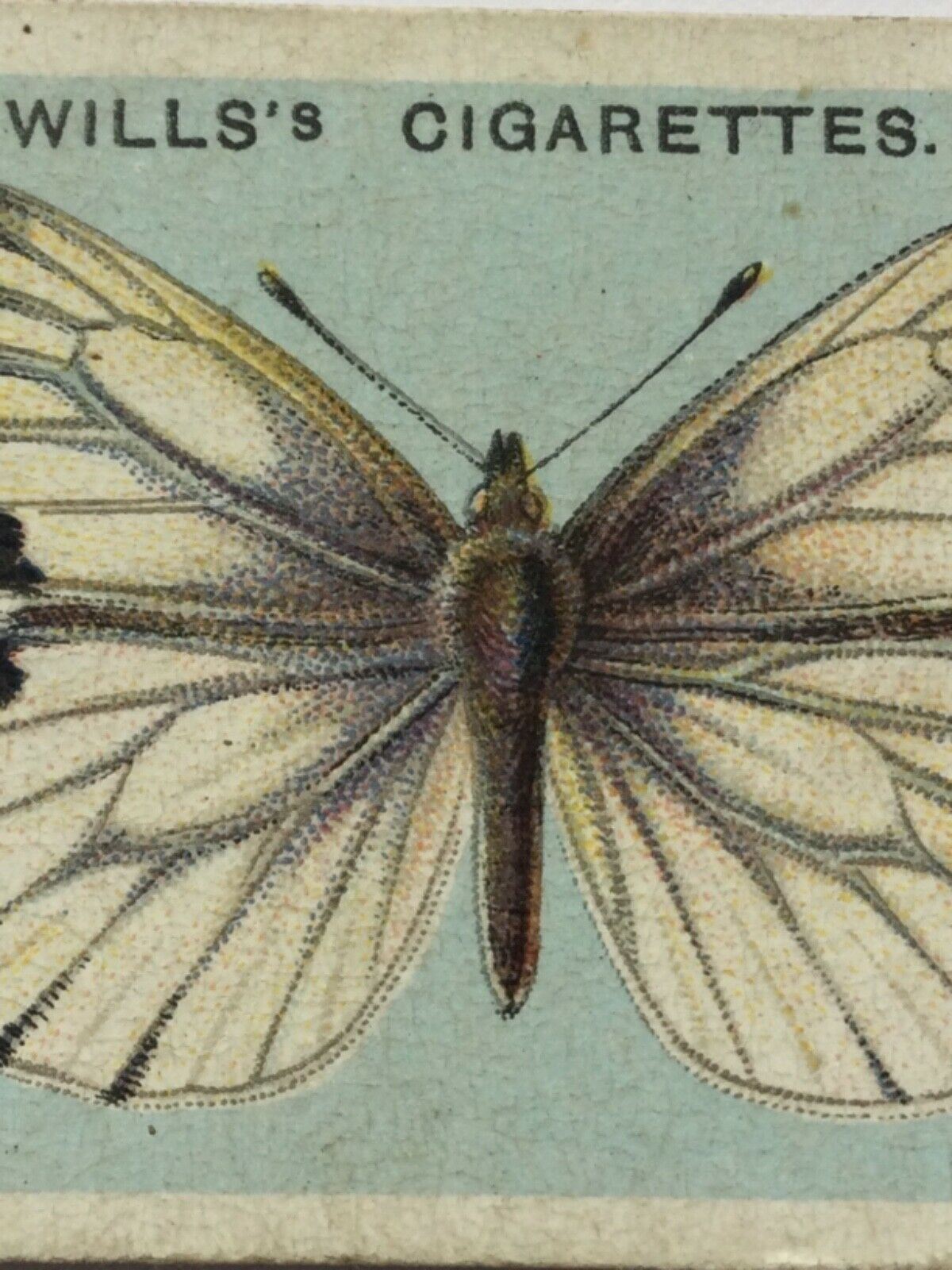 Wills Cigarette Cards BRITISH BUTTERFLIES 1927 sold individually TAKE YOUR PICK