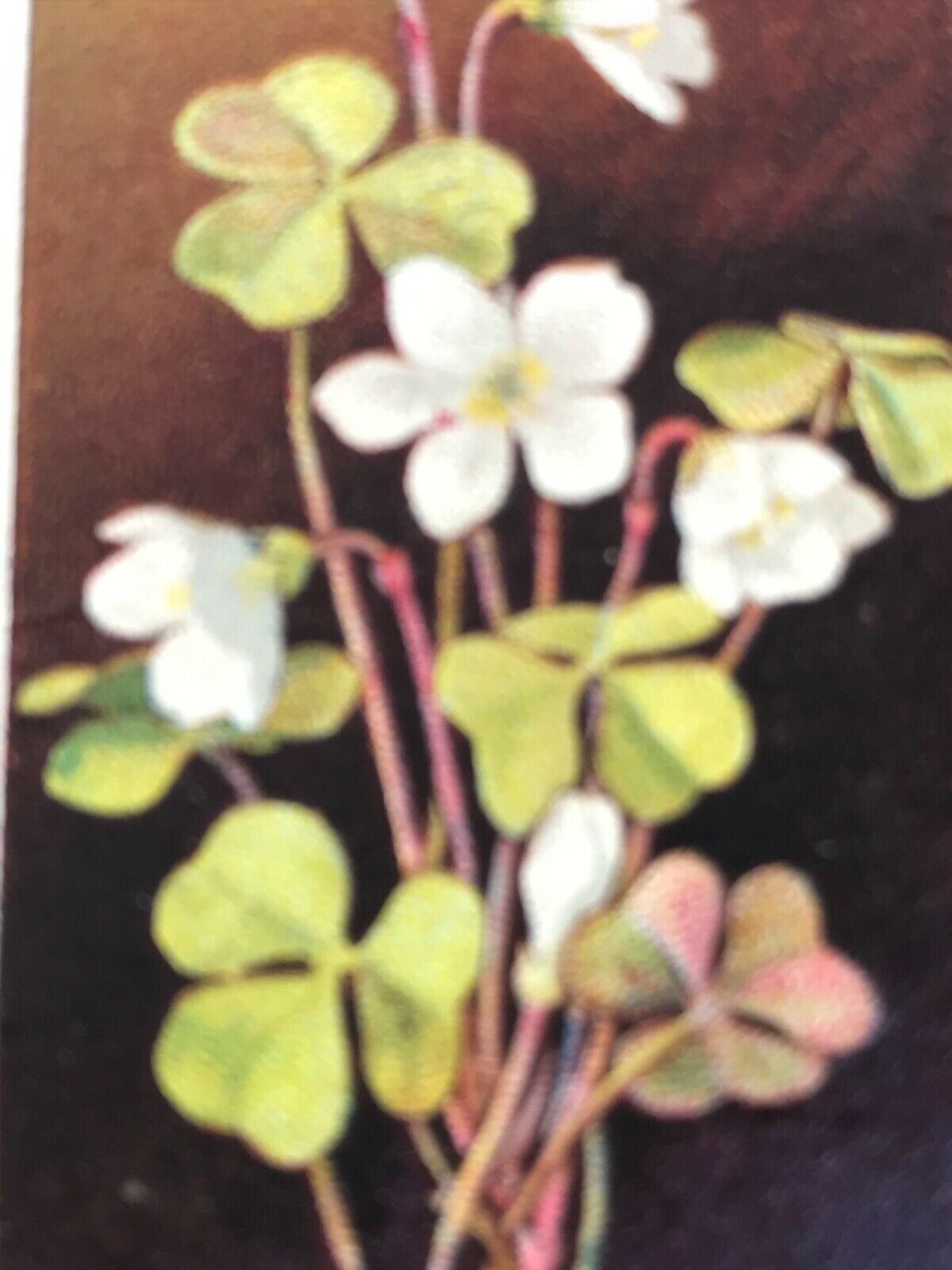 Wills Cigarette Cards WILD FLOWERS Various series, sold individually