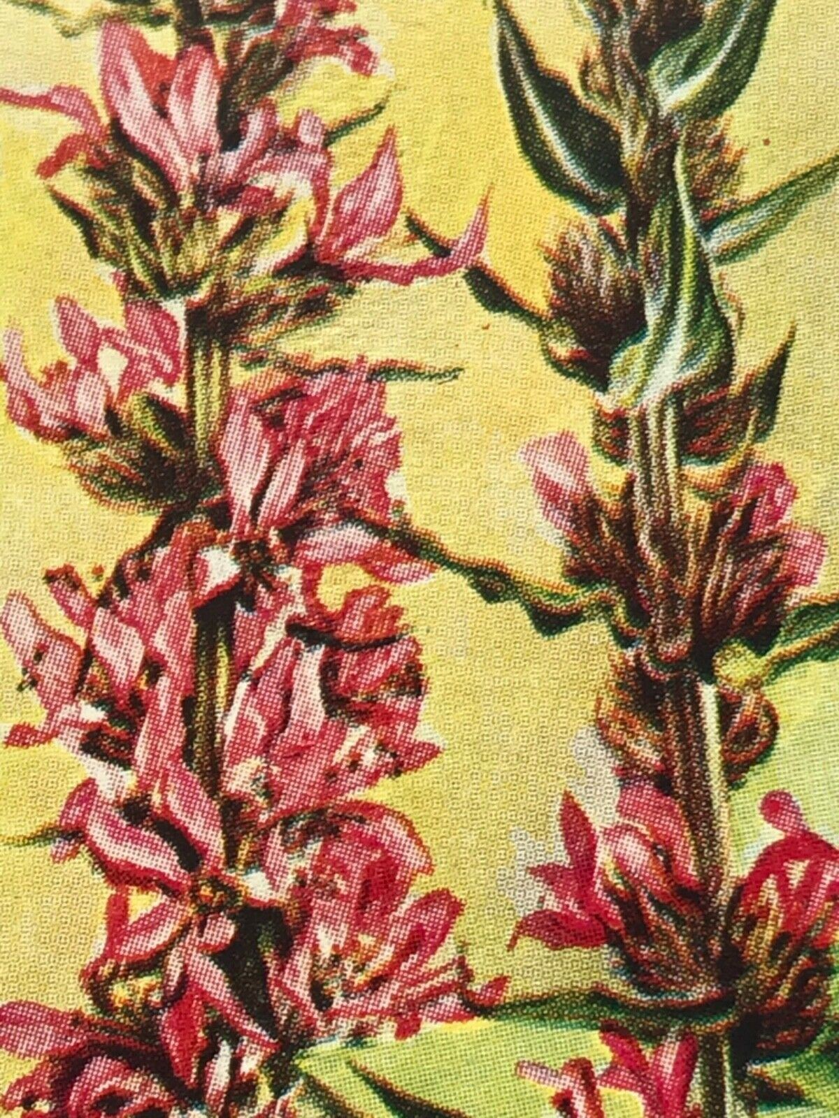 Wills Cigarette Cards WILD FLOWERS Various series, sold individually