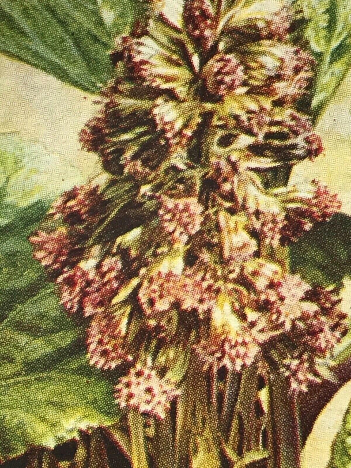 Wills Cigarette Cards WILD FLOWERS Various series, sold individually