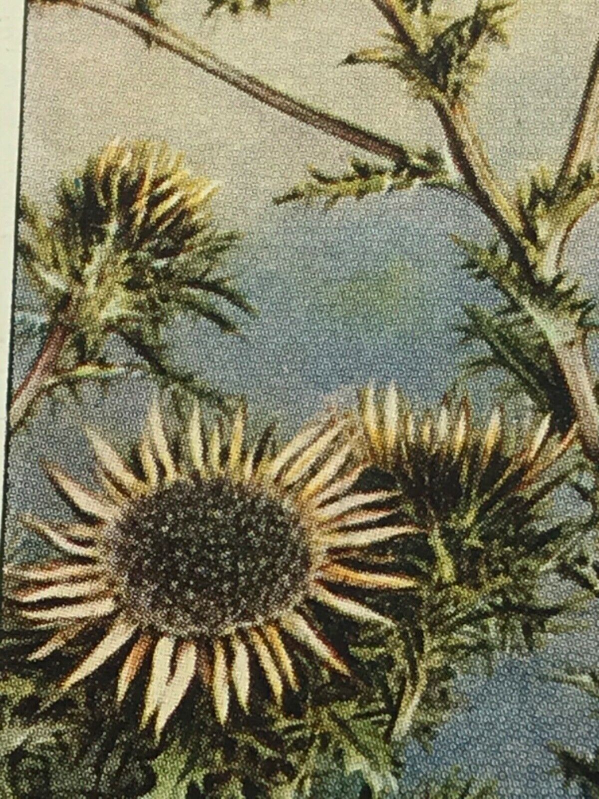 Wills Cigarette Cards WILD FLOWERS Various series, sold individually