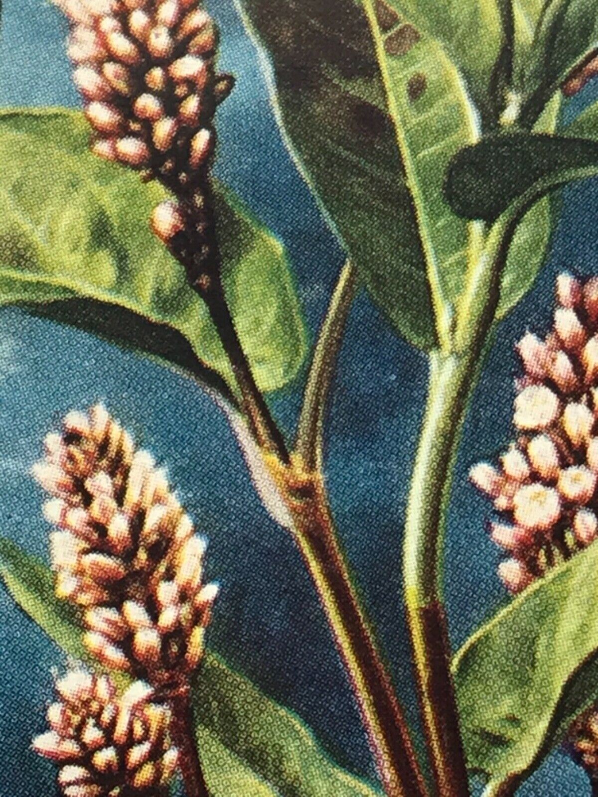 Wills Cigarette Cards WILD FLOWERS Various series, sold individually