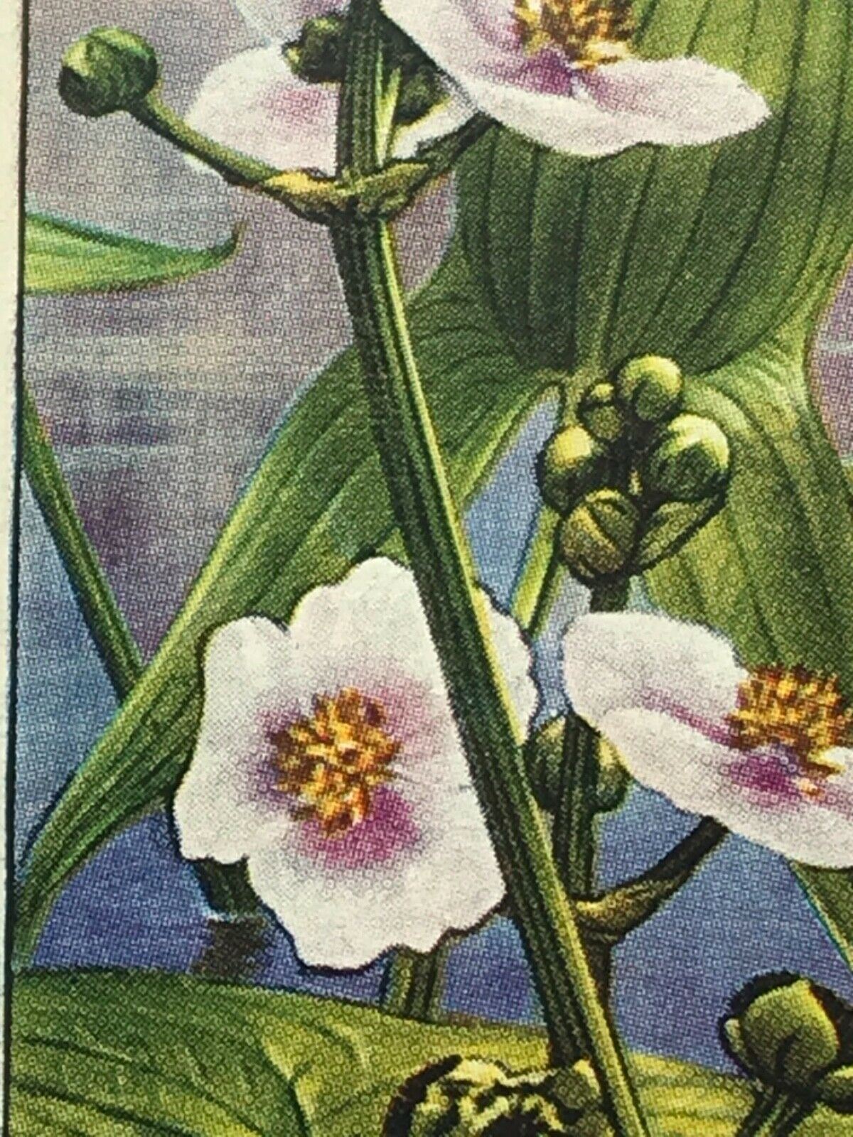 Wills Cigarette Cards WILD FLOWERS Various series, sold individually