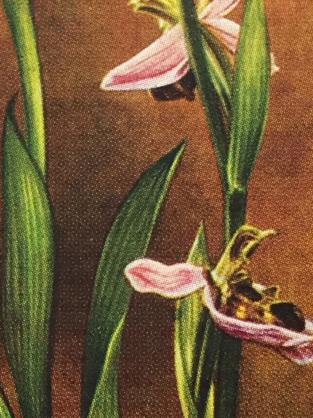 Wills Cigarette Cards WILD FLOWERS Various series, sold individually