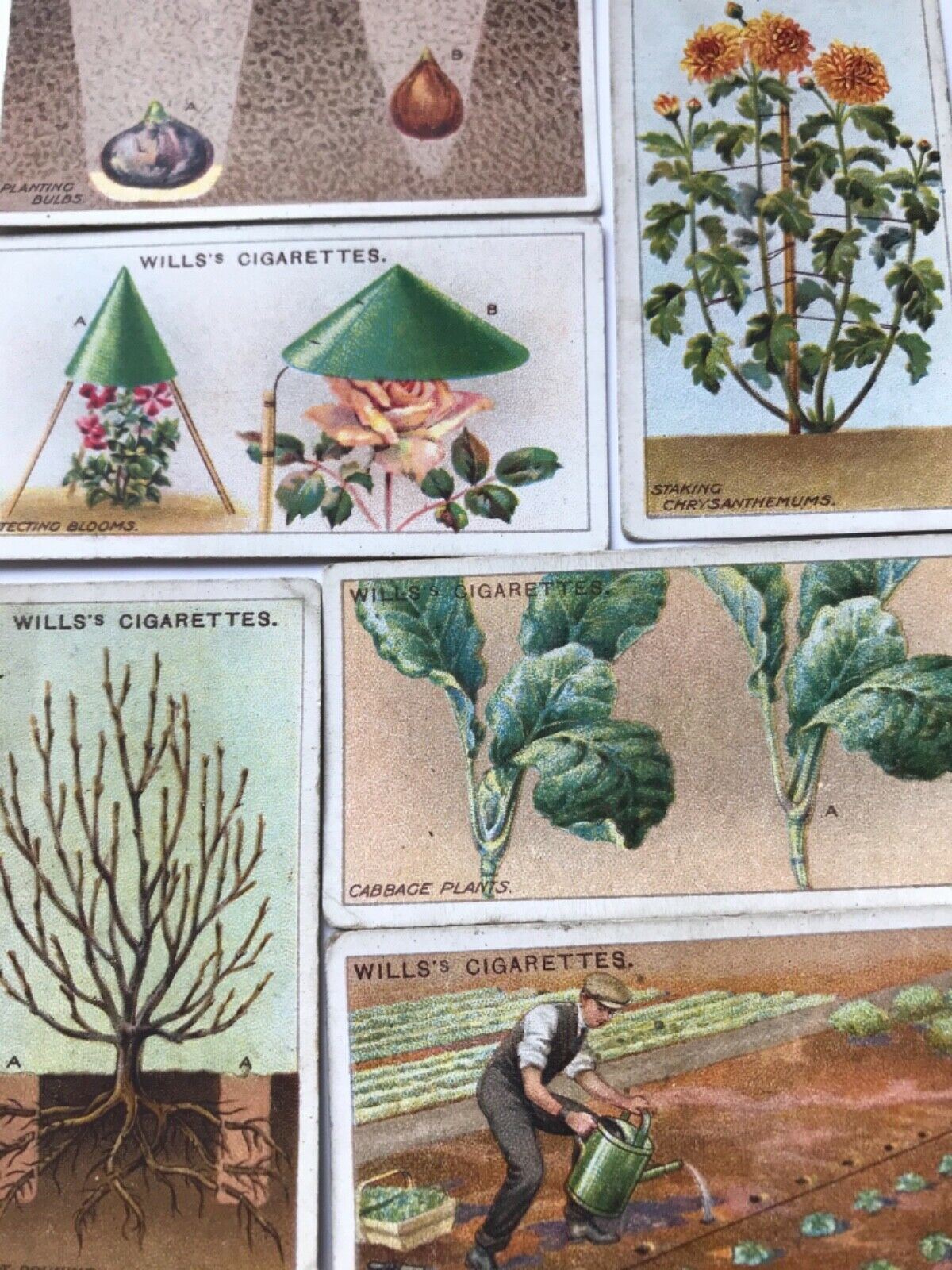 Wills Cigarette Cards GARDENING HINTS 1938. Sold individually so take your pick.