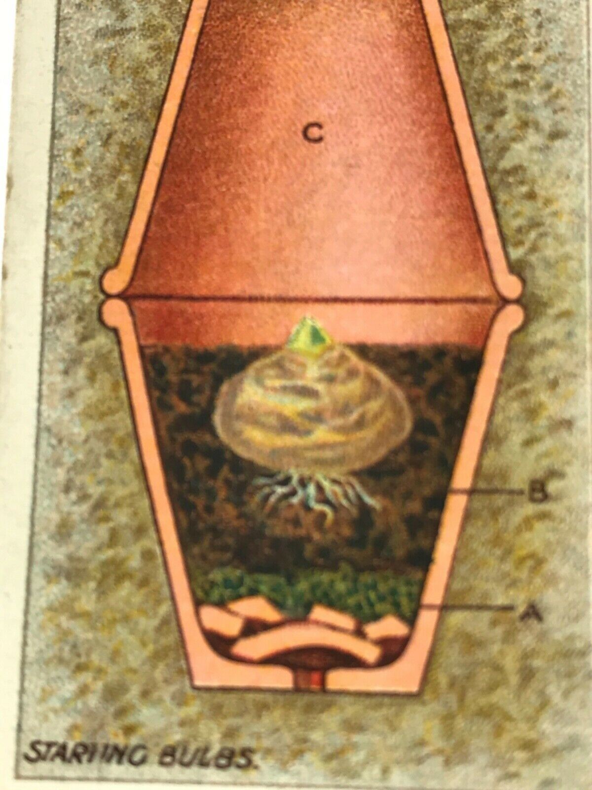 Wills Cigarette Cards GARDENING HINTS 1938. Sold individually so take your pick.