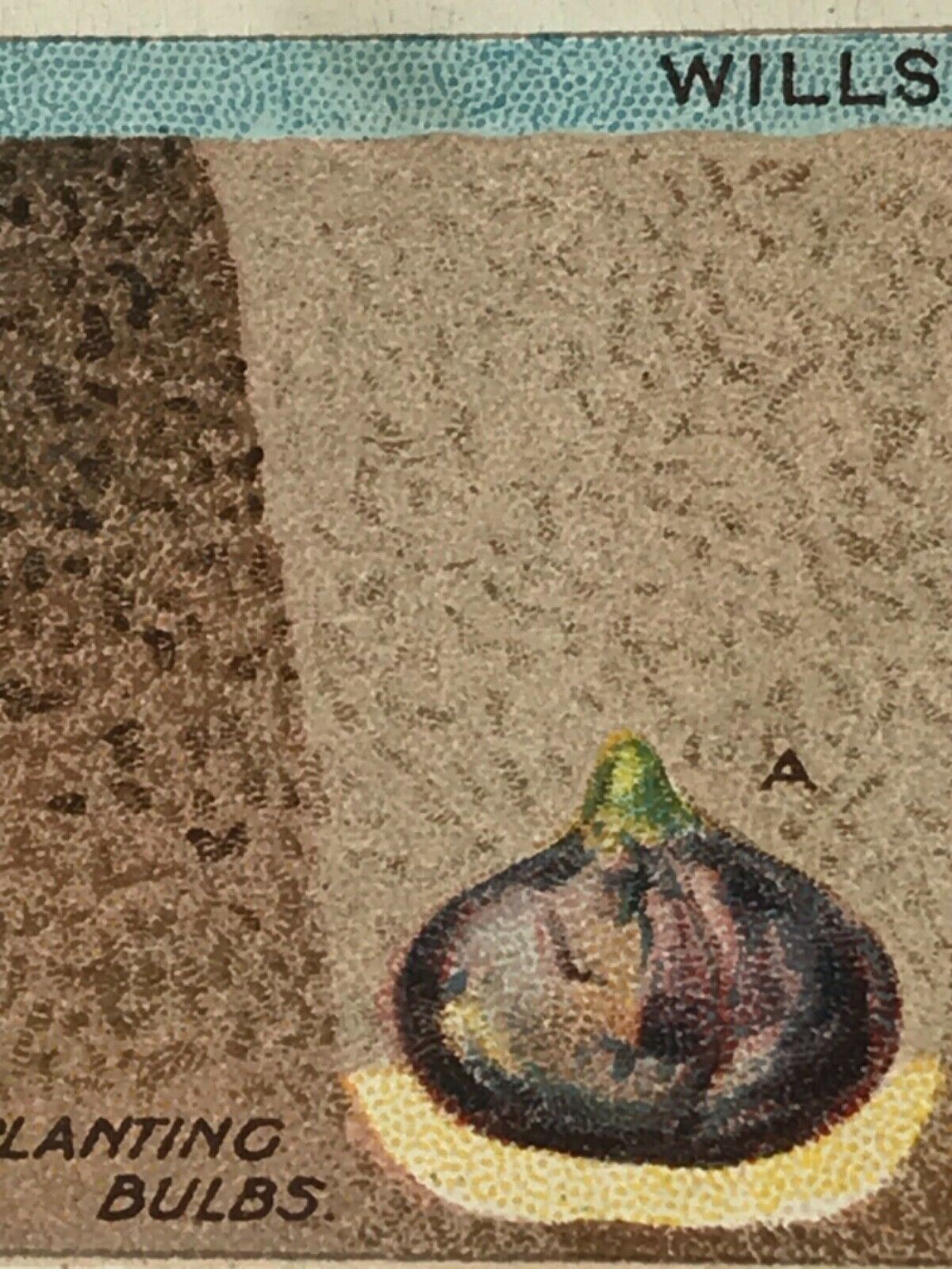 Wills Cigarette Cards GARDENING HINTS 1938. Sold individually so take your pick.