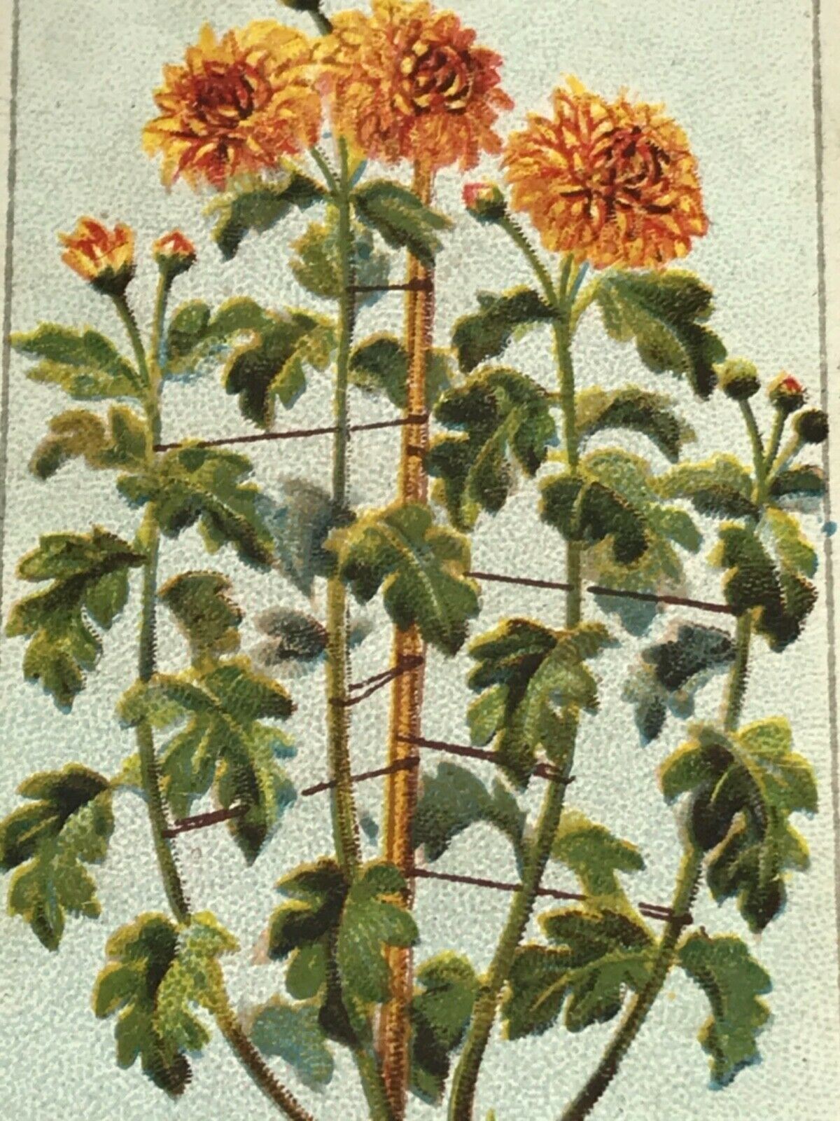 Wills Cigarette Cards GARDENING HINTS 1938. Sold individually so take your pick.