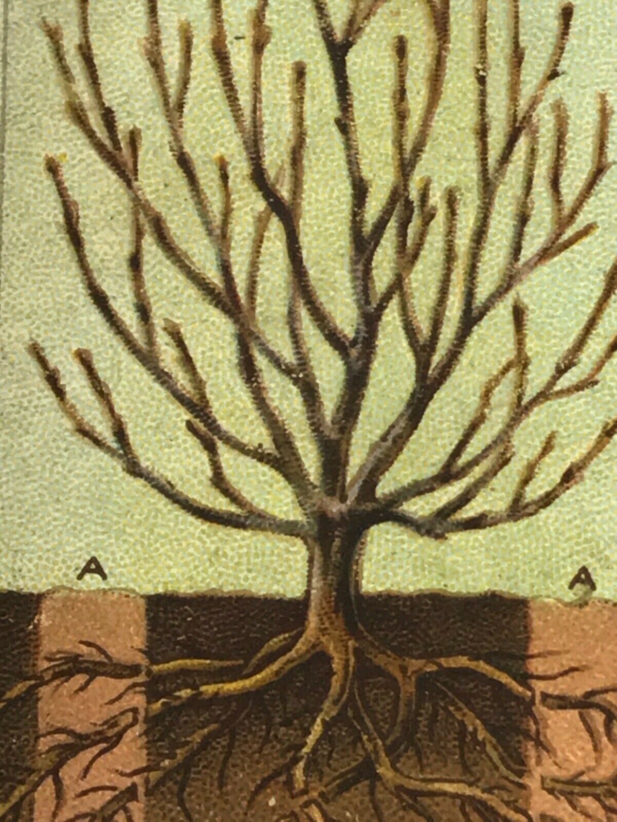 Wills Cigarette Cards GARDENING HINTS 1938. Sold individually so take your pick.