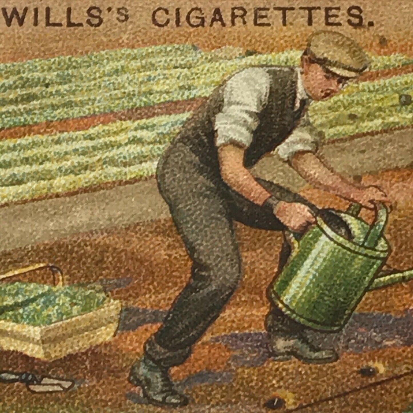 Wills Cigarette Cards GARDENING HINTS 1938. Sold individually so take your pick.