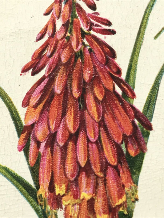 Red Hot Poker -WILLS CIGARETTE CARD - Old English Garden Flowers - #43 Second Series