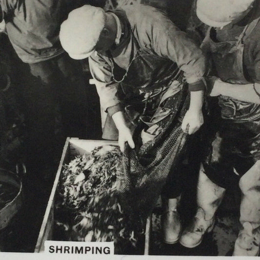 Vintage Cigarette Card Senior Service 'Coastwise' - No. 38 Shrimping - fishermen photo