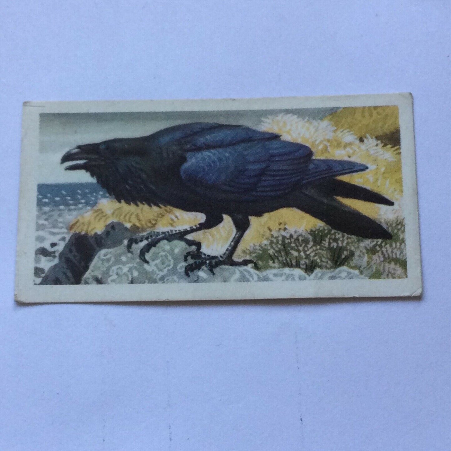 BIRD PORTRAITS Brooke Bond Tea Cards Sold Individually - take your pick