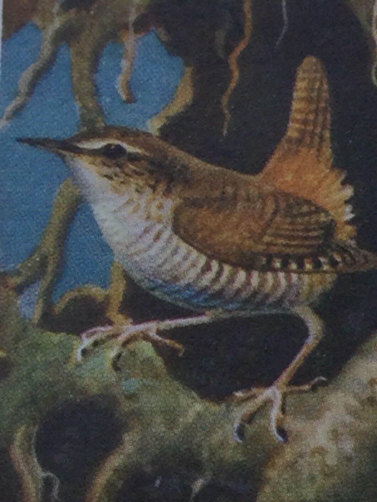 BIRD PORTRAITS Brooke Bond Tea Cards Sold Individually - take your pick