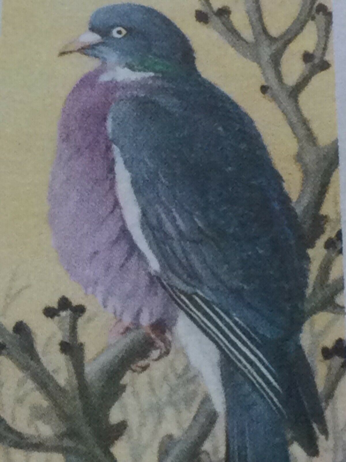BIRD PORTRAITS Brooke Bond Tea Cards Sold Individually - take your pick