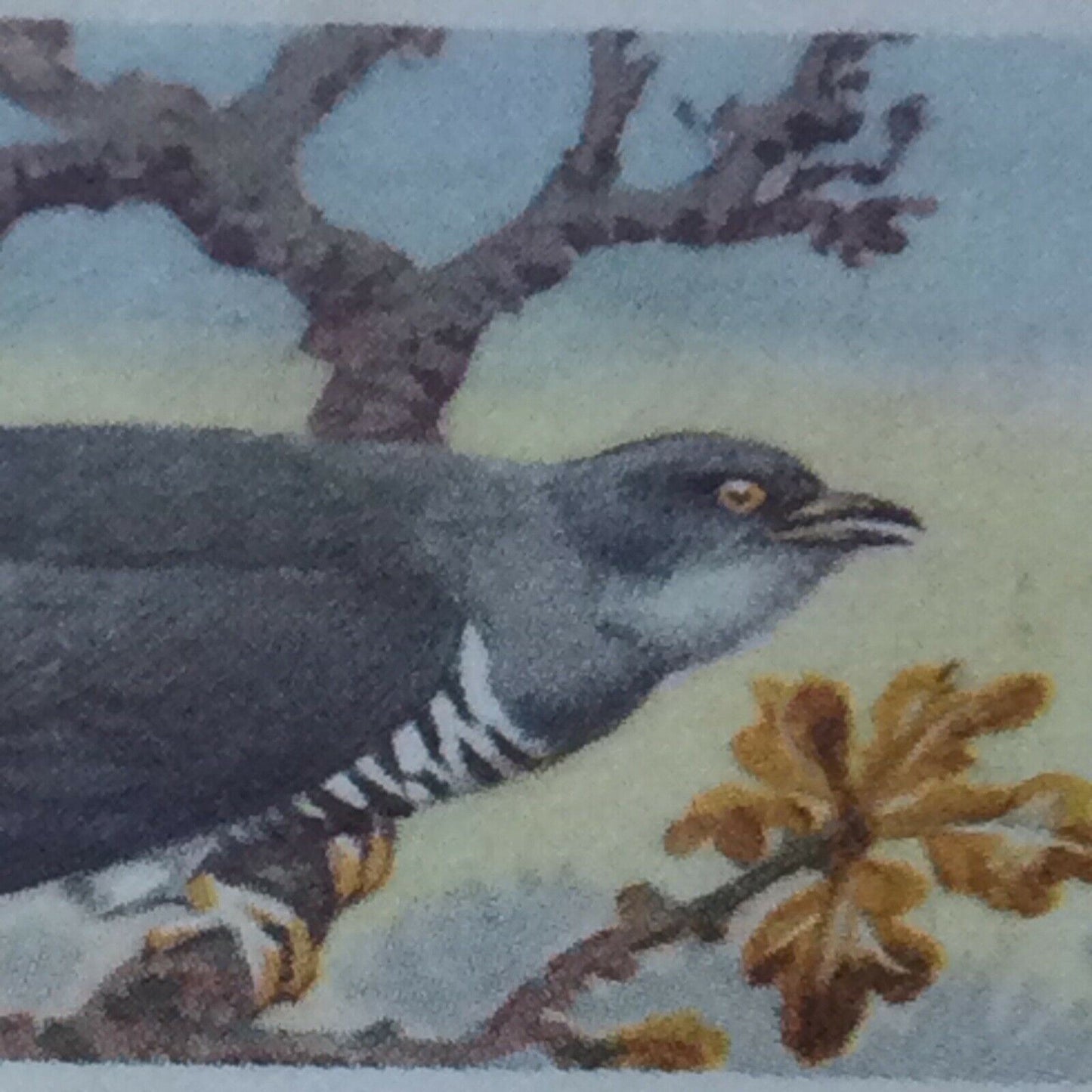 BIRD PORTRAITS Brooke Bond Tea Cards Sold Individually - take your pick