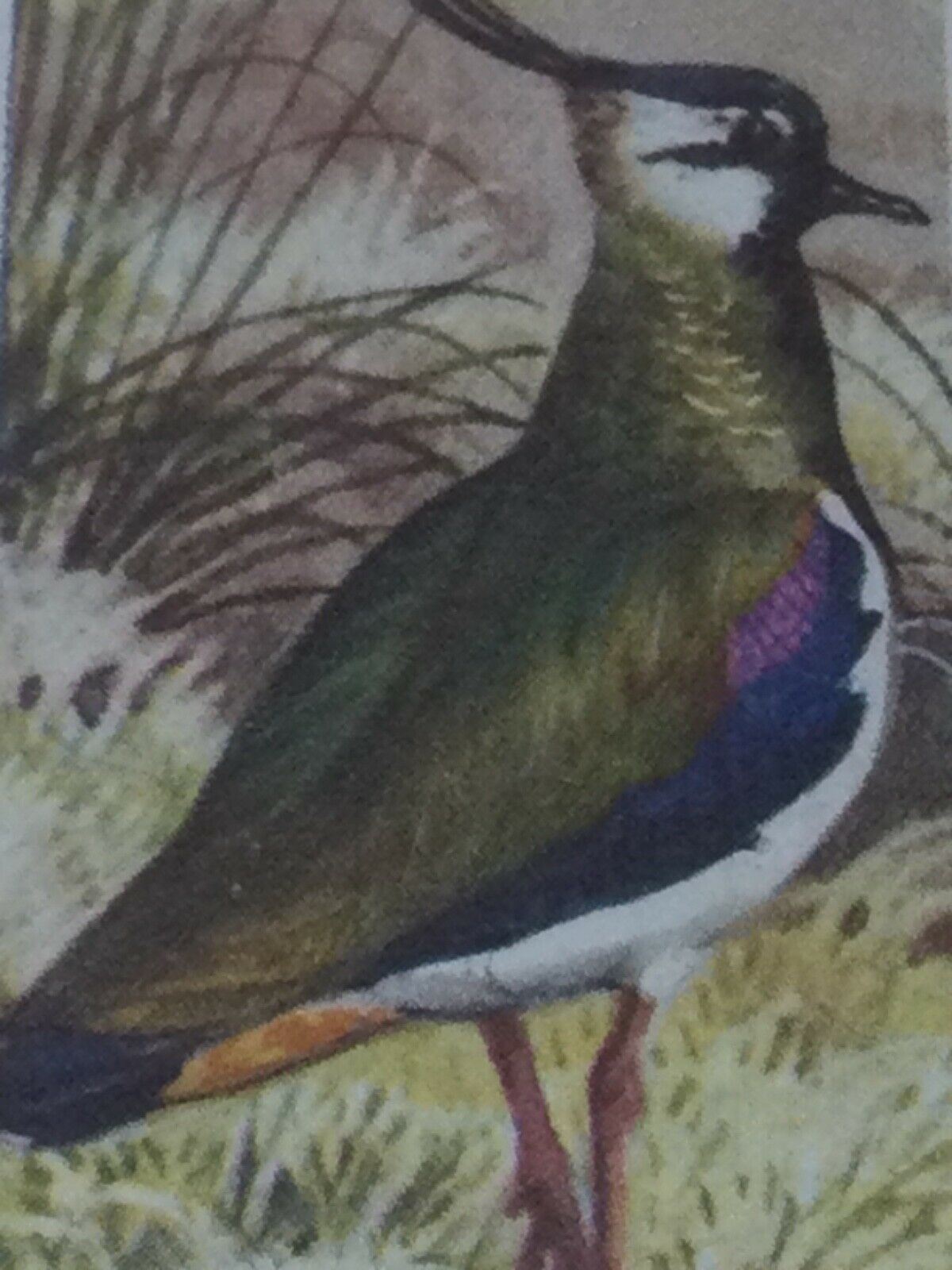 BIRD PORTRAITS Brooke Bond Tea Cards Sold Individually - take your pick