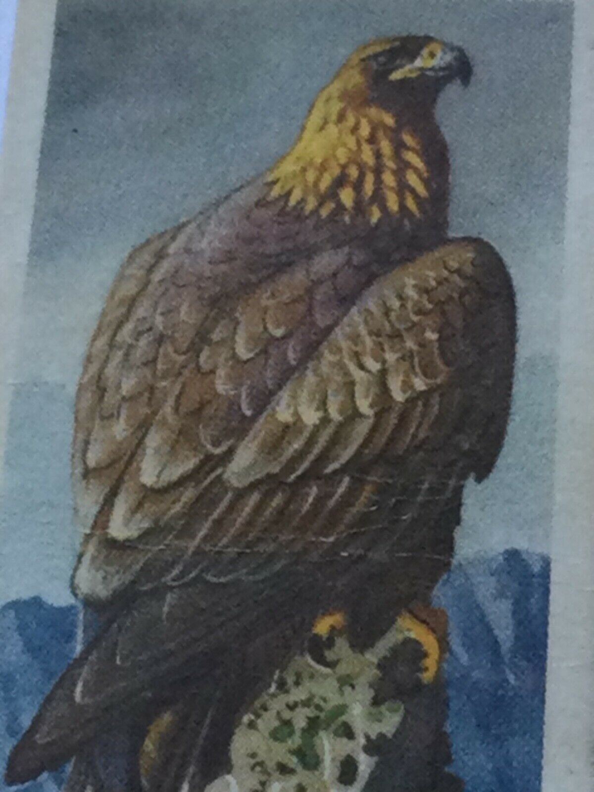 BIRD PORTRAITS Brooke Bond Tea Cards Sold Individually - take your pick
