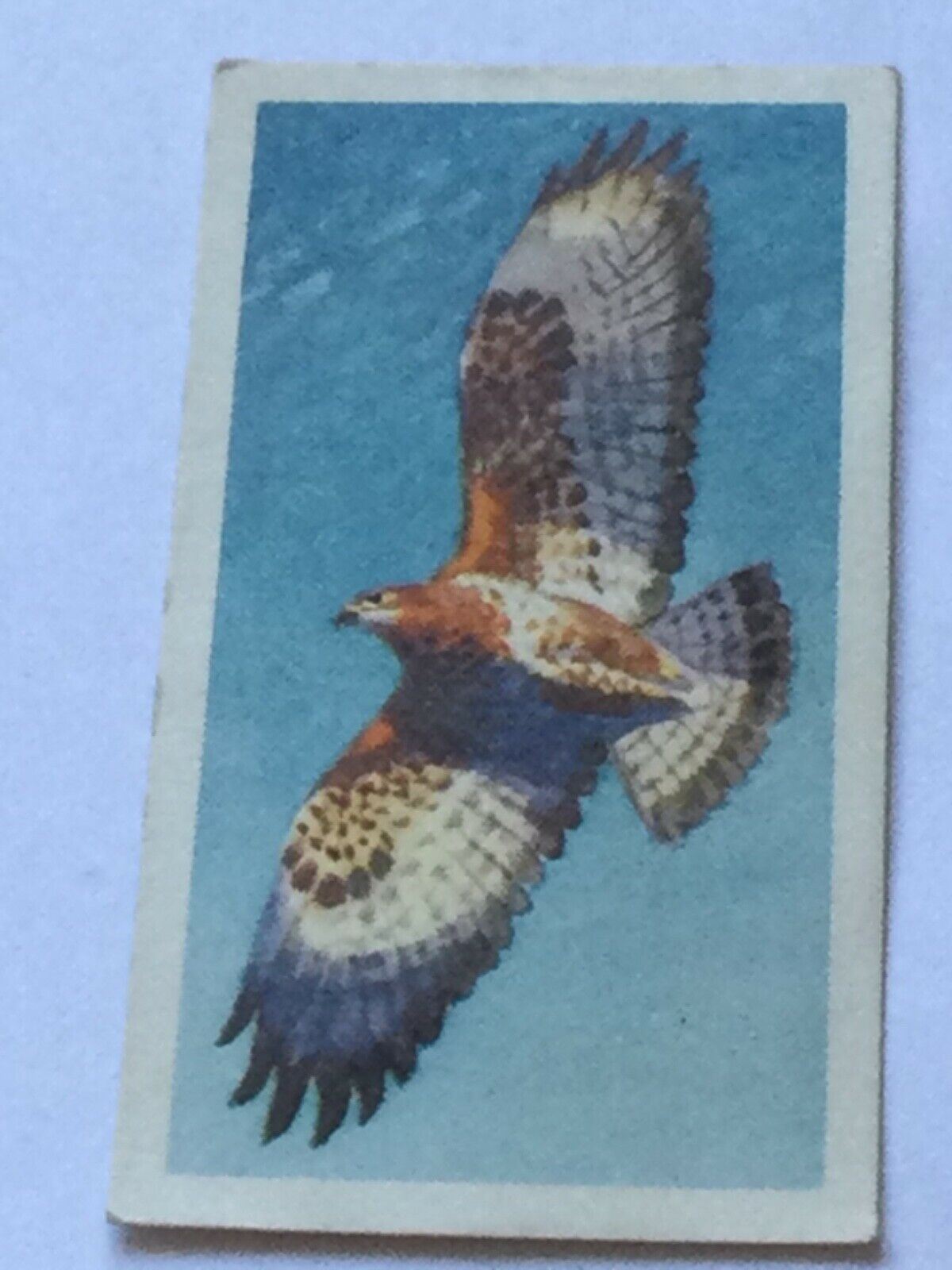 BIRD PORTRAITS Brooke Bond Tea Cards Sold Individually - take your pick