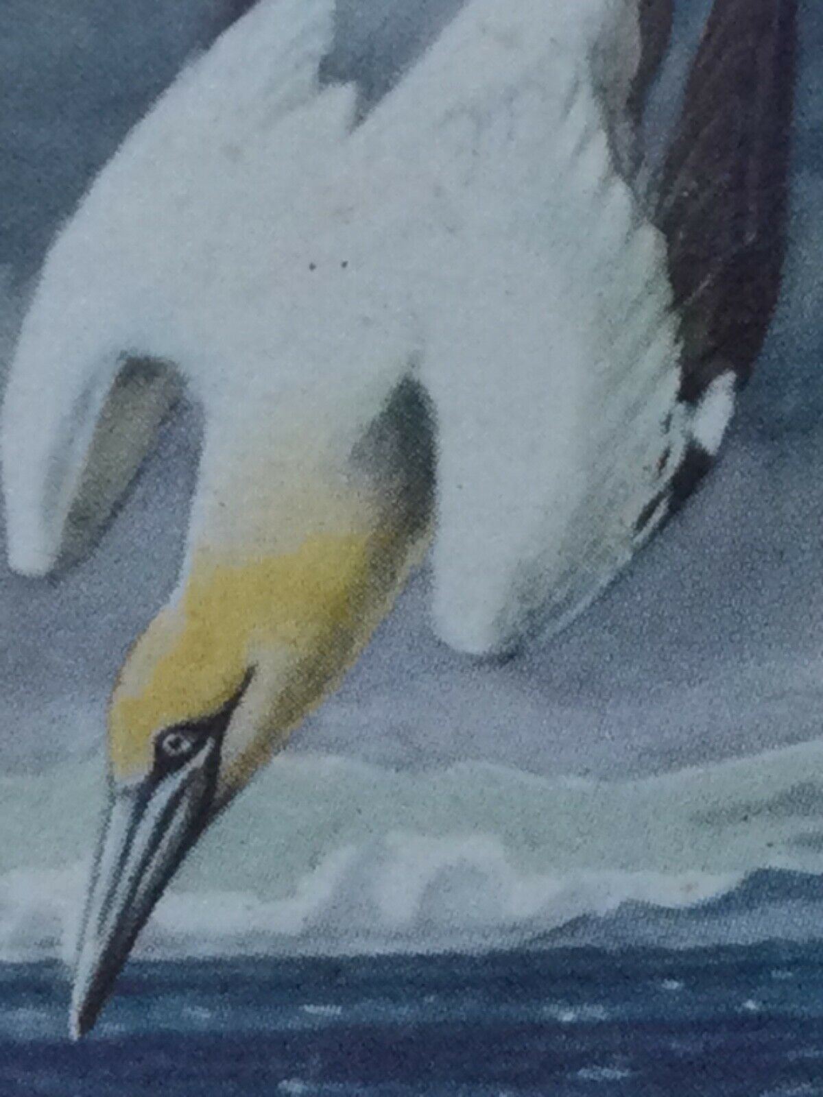 BIRD PORTRAITS Brooke Bond Tea Cards Sold Individually - take your pick