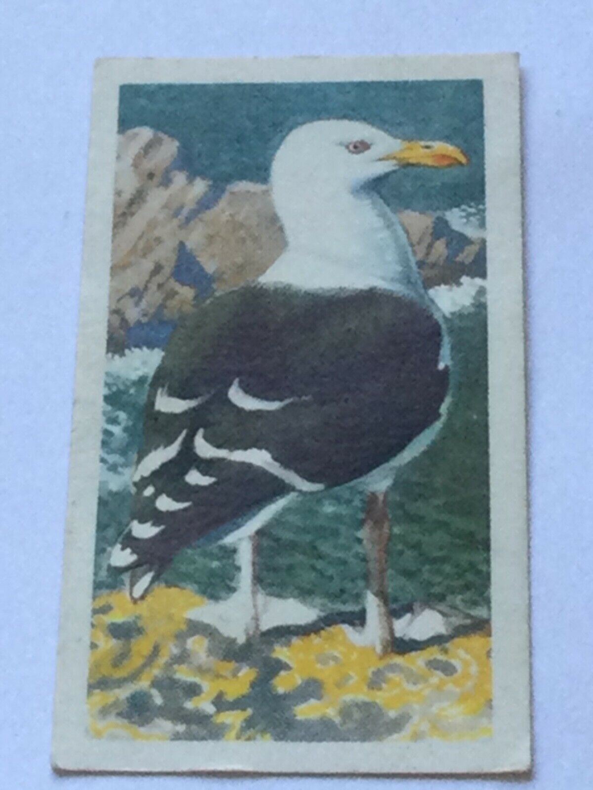 BIRD PORTRAITS Brooke Bond Tea Cards Sold Individually - take your pick