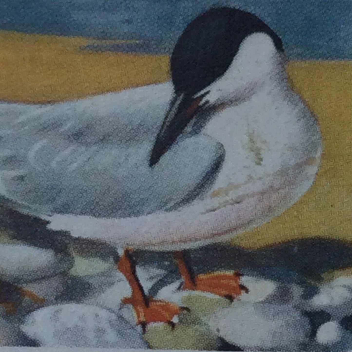 BIRD PORTRAITS Brooke Bond Tea Cards Sold Individually - take your pick