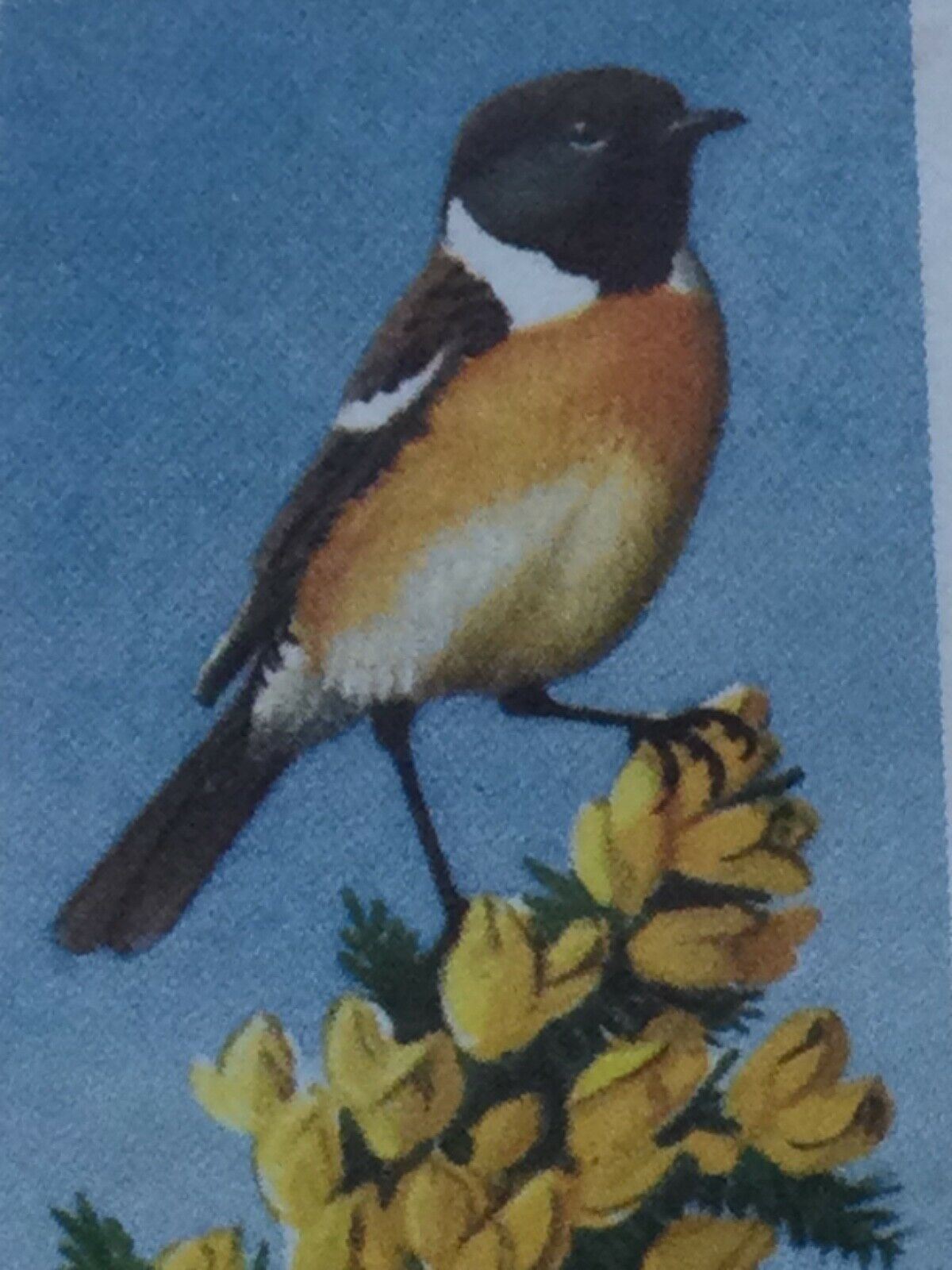 BIRD PORTRAITS Brooke Bond Tea Cards Sold Individually - take your pick