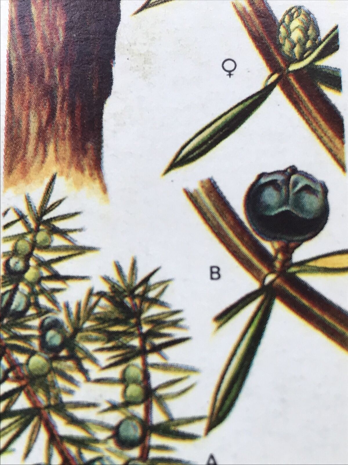 Brooke Bond Tea Card - Trees In Britain - No 8 - JUNIPER - 1960s Collectable