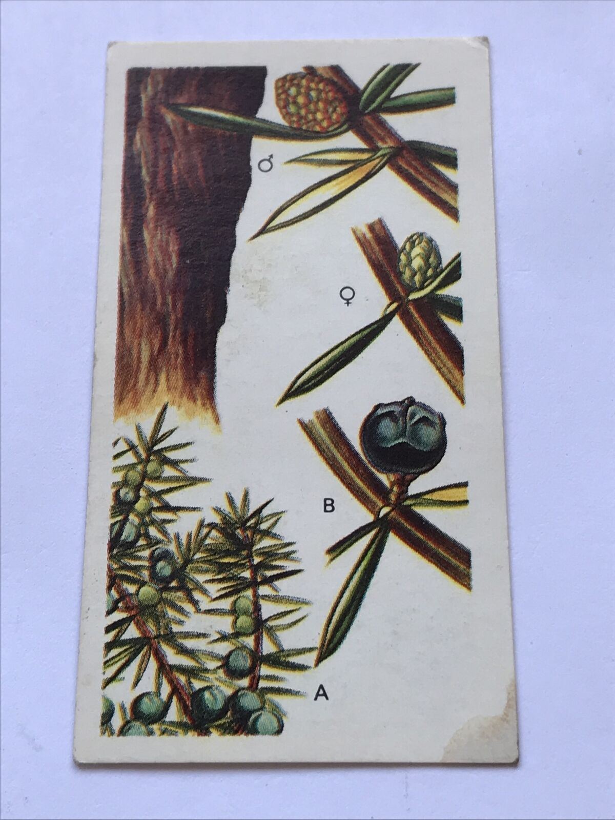 Brooke Bond Tea Card - Trees In Britain - No 8 - JUNIPER - 1960s Collectable