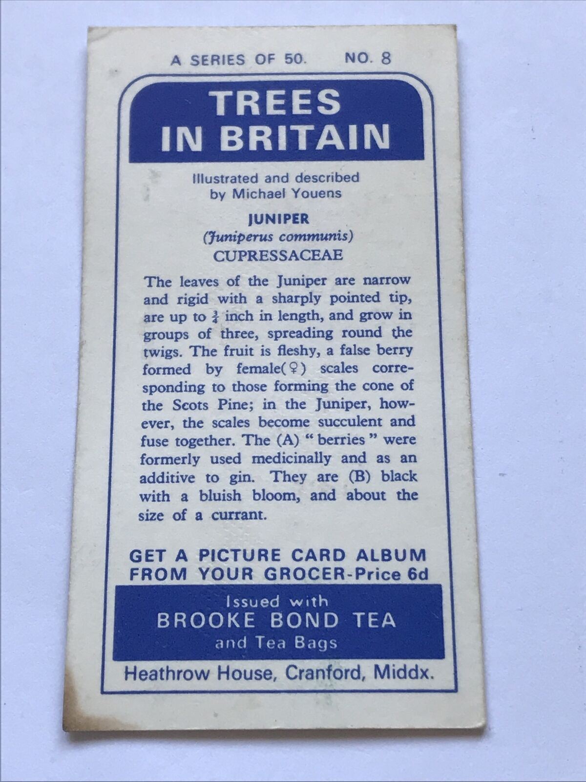 Brooke Bond Tea Card - Trees In Britain - No 8 - JUNIPER - 1960s Collectable