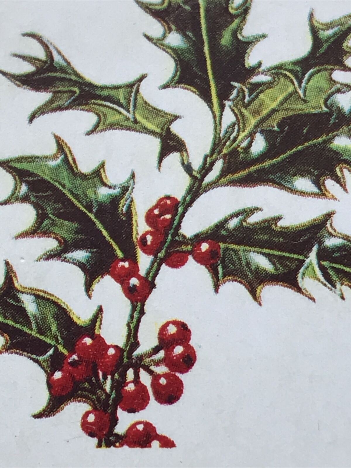 Brooke Bond Tea Card Trees In Britain No 18 HOLLY FLOWERS & BERRIES 1960s