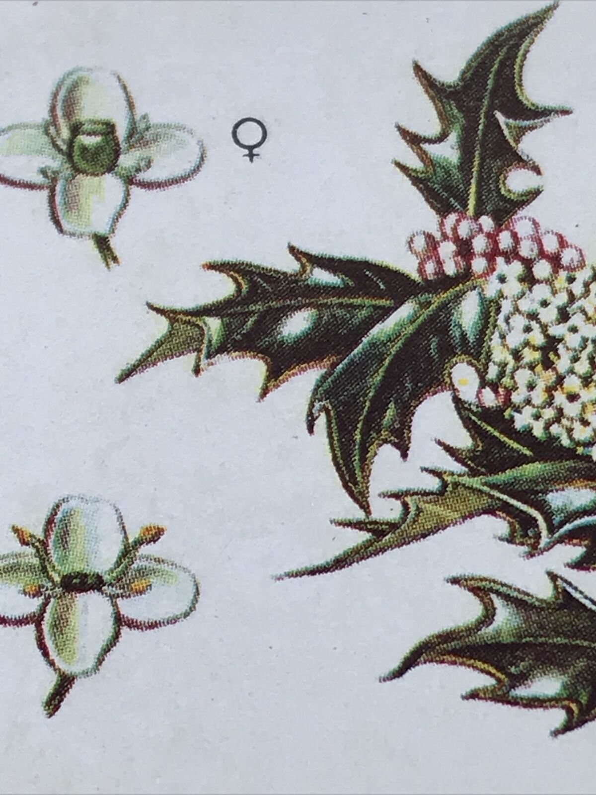 Brooke Bond Tea Card Trees In Britain No 18 HOLLY FLOWERS & BERRIES 1960s
