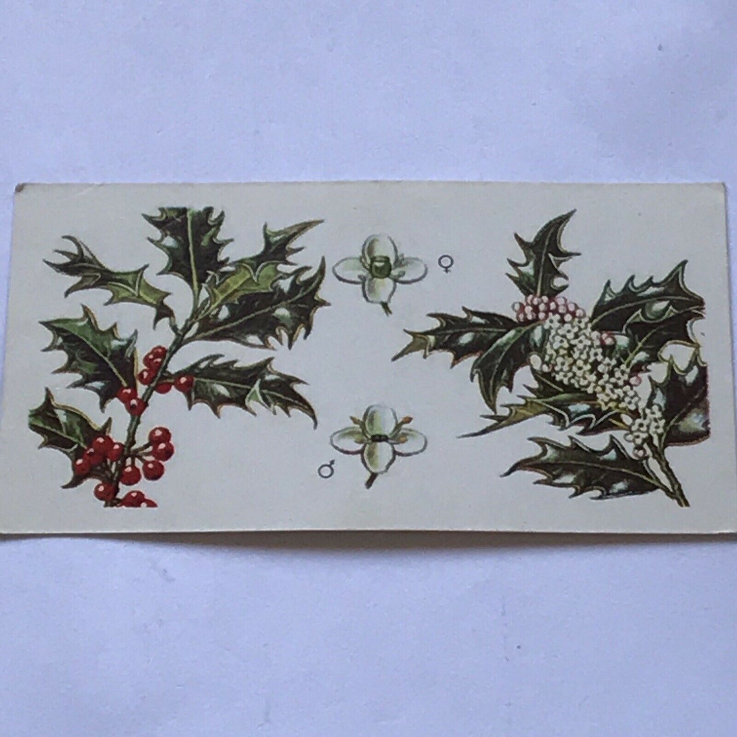 Brooke Bond Tea Card Trees In Britain No 18 HOLLY FLOWERS & BERRIES 1960s