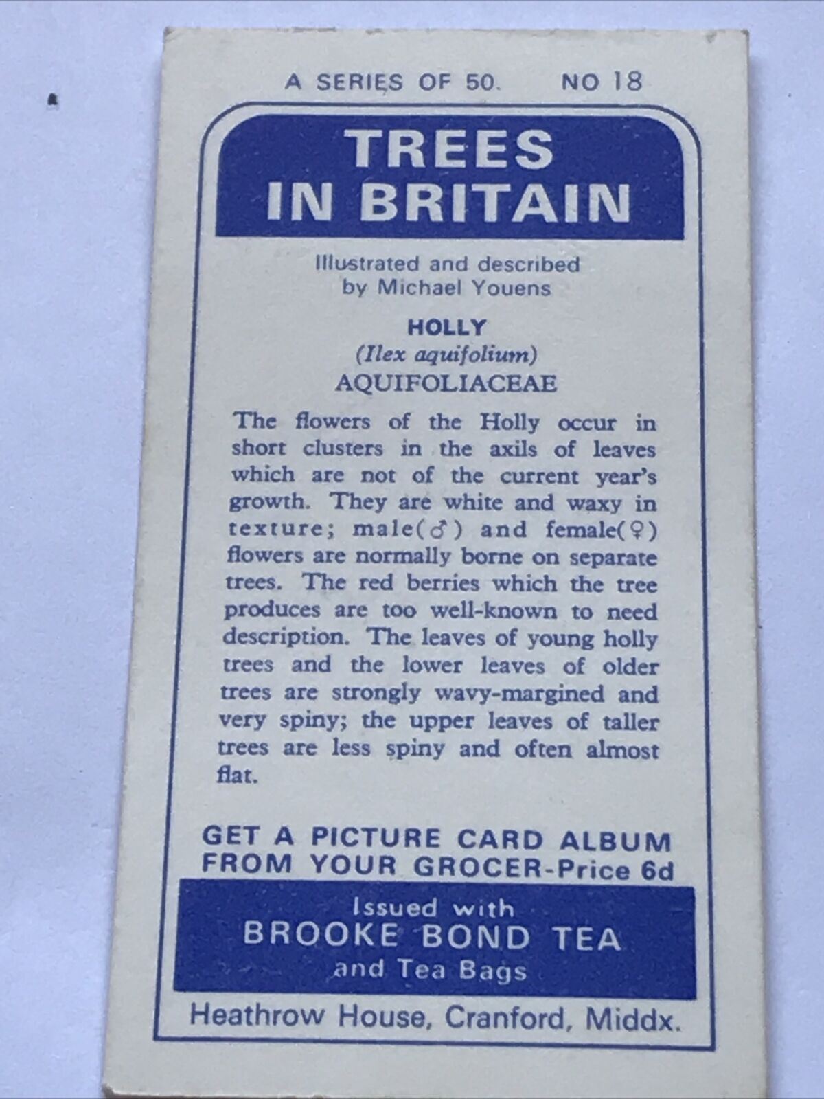 Brooke Bond Tea Card Trees In Britain No 18 HOLLY FLOWERS & BERRIES 1960s