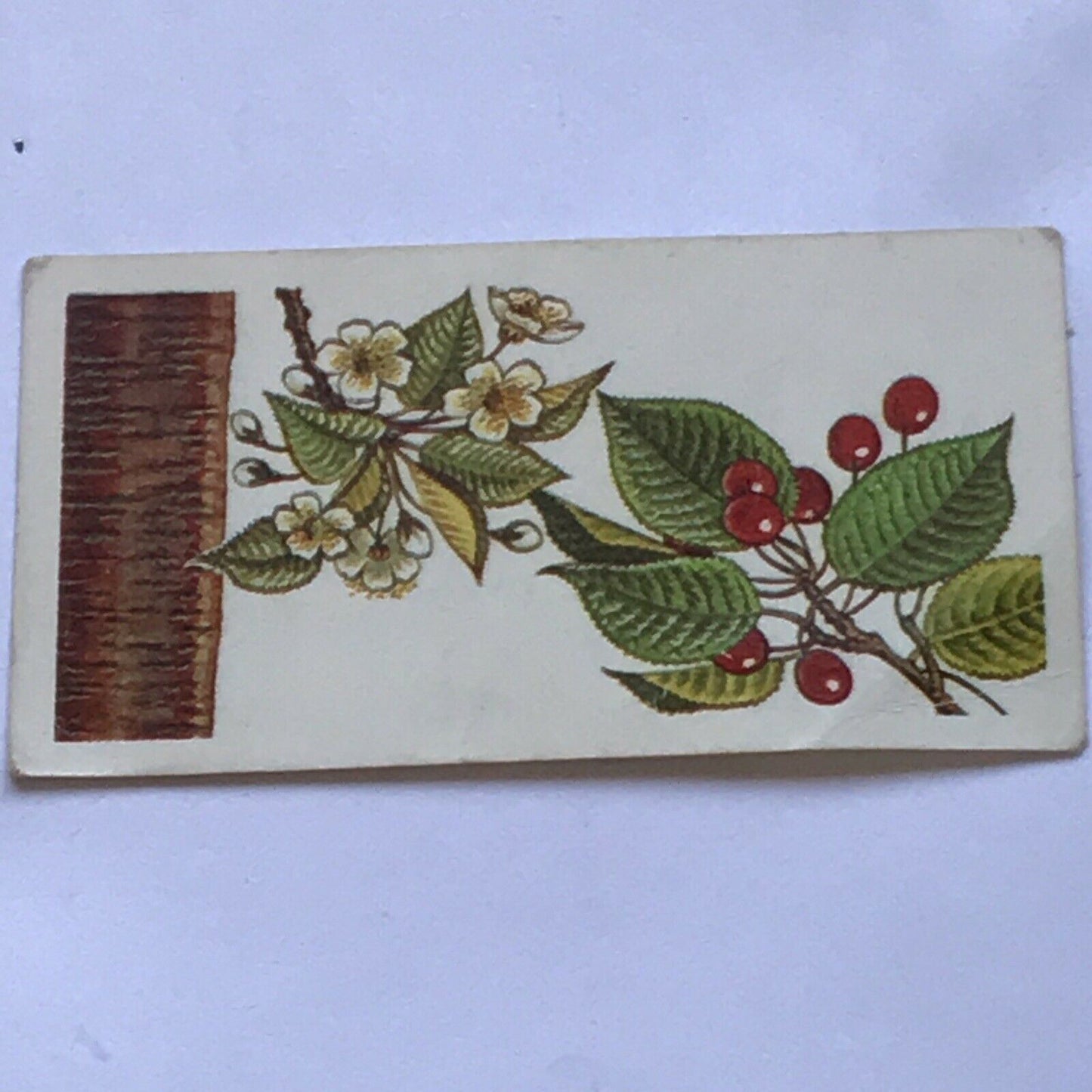 Brooke Bond Tea Card Trees In Britain No 22 GEAN FLOWERS & BERRIES 1960s
