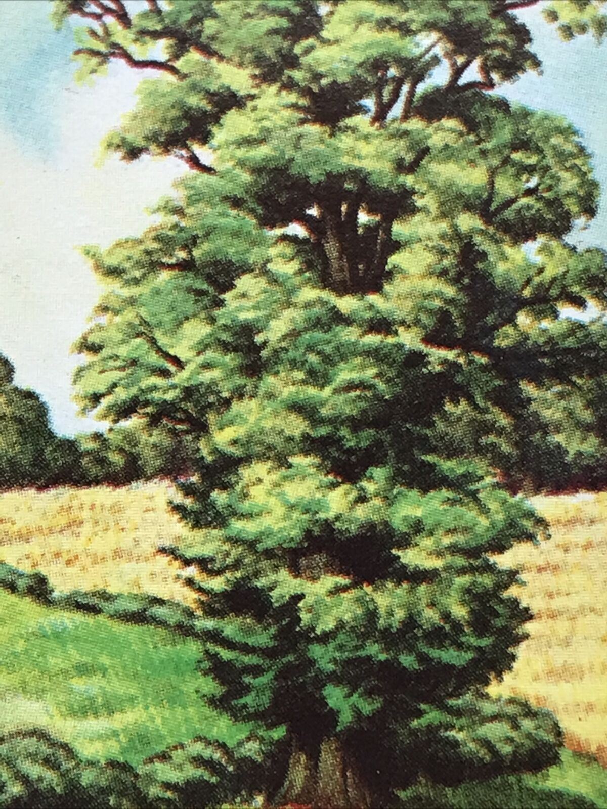 Brooke Bond Tea Card Trees In Britain No 31 ENGLISH ELM ULMACEAE 1960s