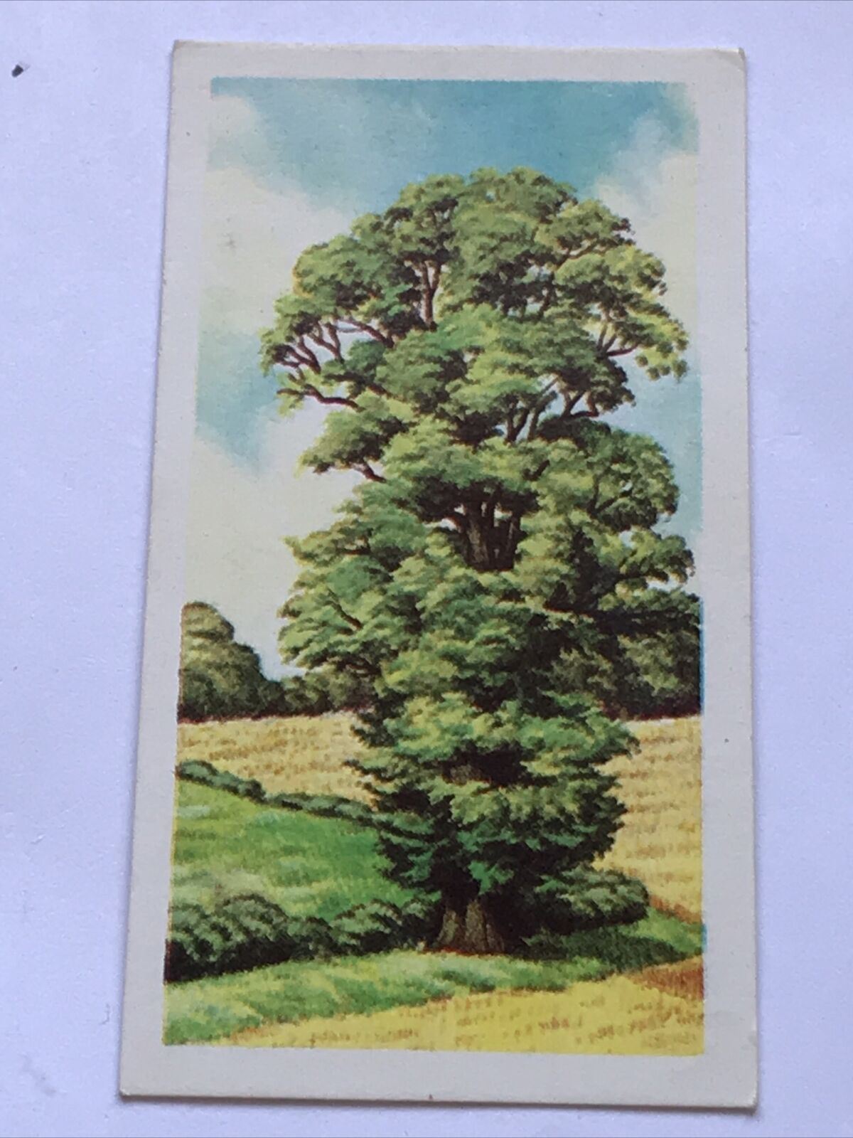 Brooke Bond Tea Card Trees In Britain No 31 ENGLISH ELM ULMACEAE 1960s