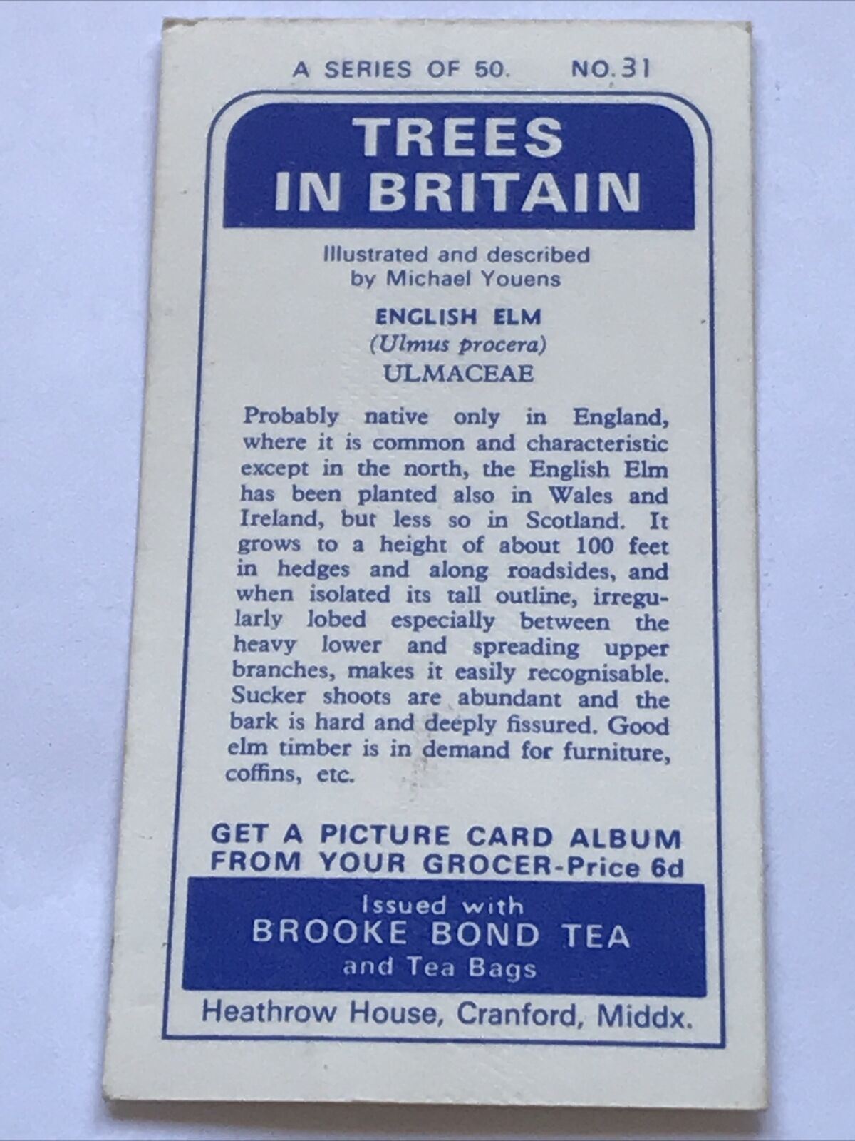 Brooke Bond Tea Card Trees In Britain No 31 ENGLISH ELM ULMACEAE 1960s