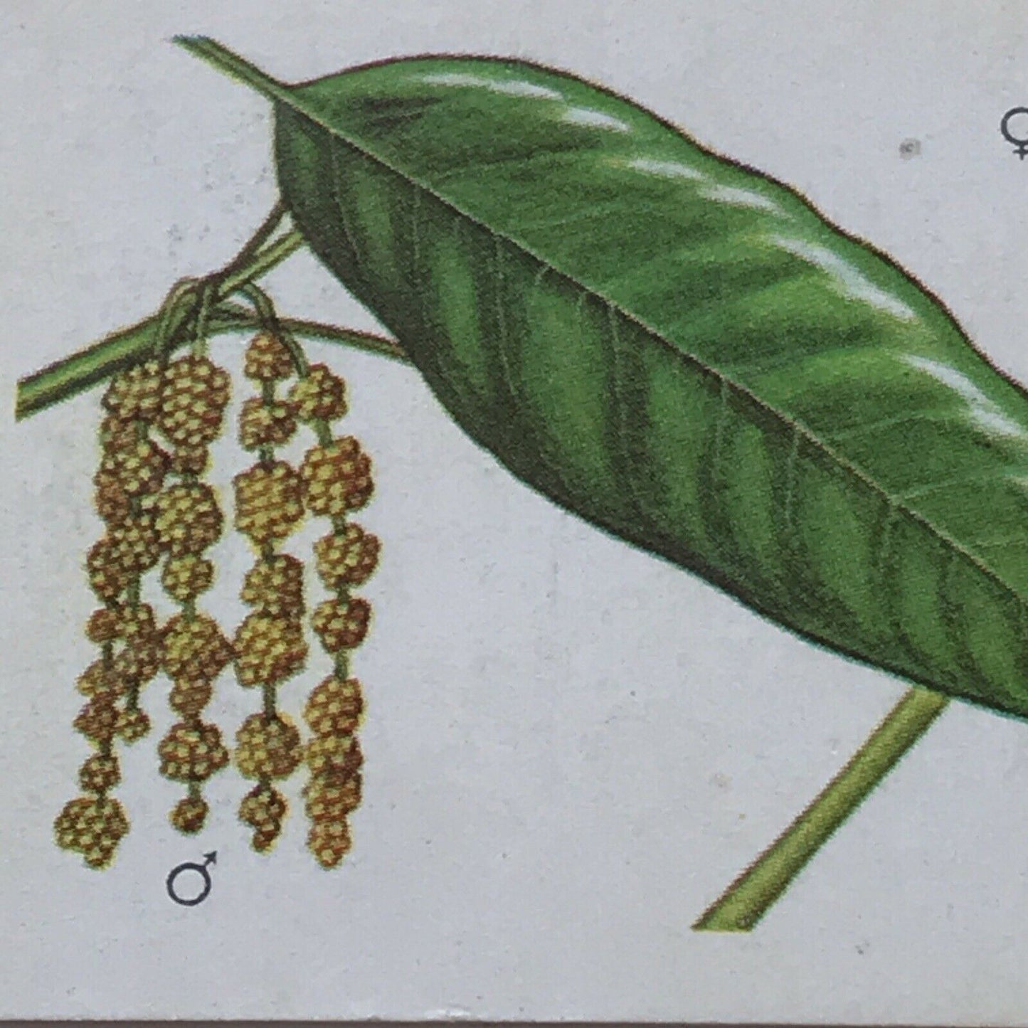 Brooke Bond Tea Card Trees In Britain No 44 EVERGREEN OAK FLOWERS & NUTS 1960s