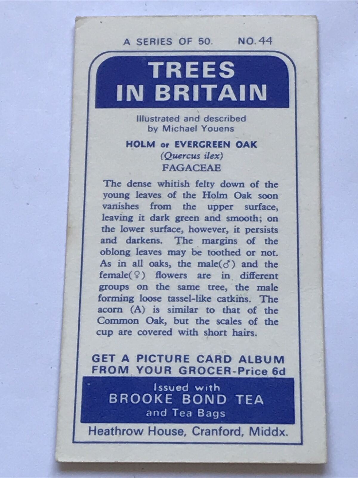 Brooke Bond Tea Card Trees In Britain No 44 EVERGREEN OAK FLOWERS & NUTS 1960s