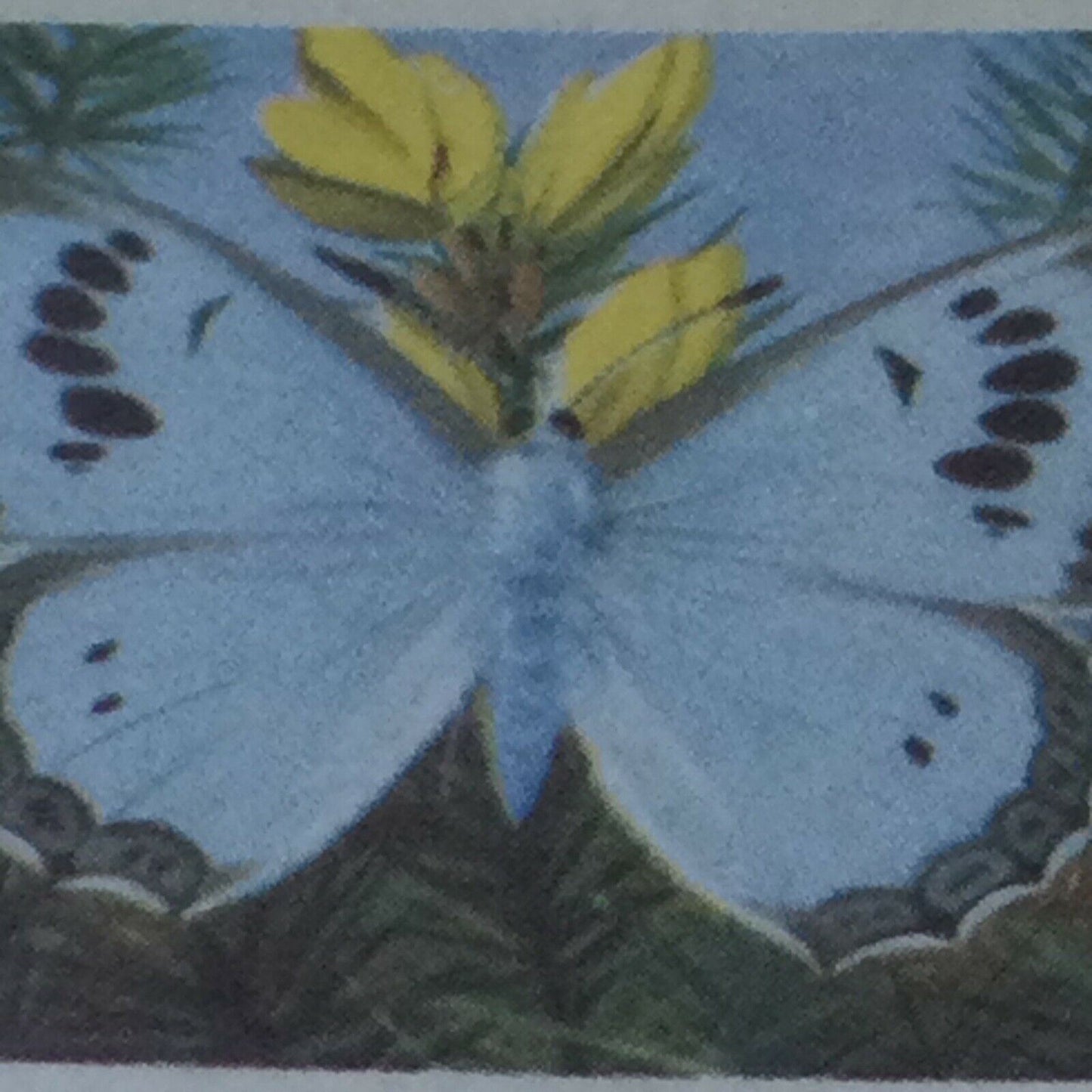 BRITISH BUTTERFLIES Brooke Bond Tea Cards - sold individually - take your pick