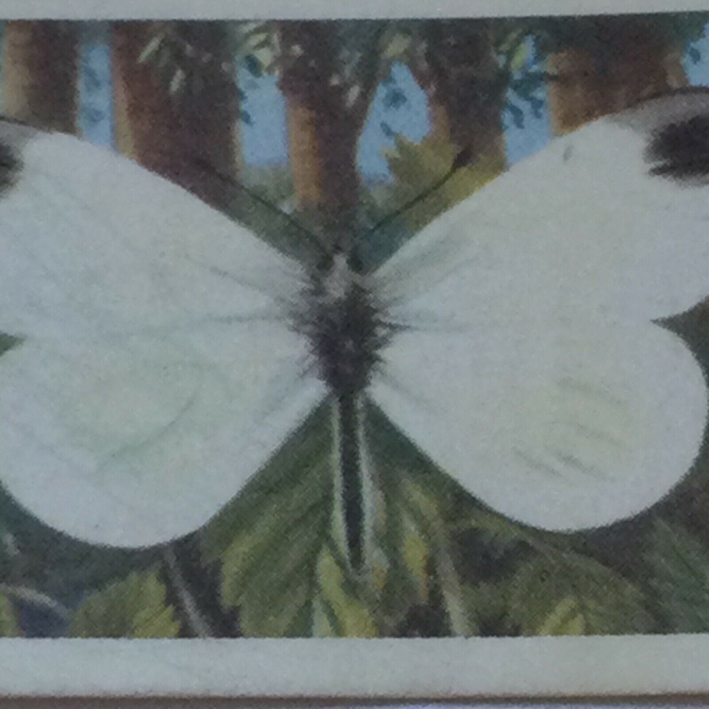 BRITISH BUTTERFLIES Brooke Bond Tea Cards - sold individually - take your pick